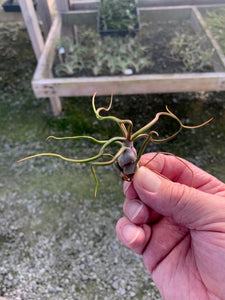 Tillandsia bulbosa-Small Plants