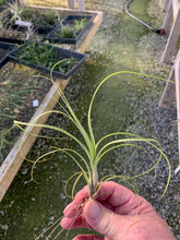 Load image into Gallery viewer, Tillandsia balbisiana - Small Plants