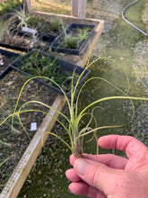 Load image into Gallery viewer, Tillandsia balbisiana - Small Plants