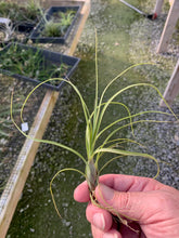 Load image into Gallery viewer, Tillandsia balbisiana - Small Plants