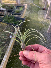 Load image into Gallery viewer, Tillandsia &quot;Sidewinder&quot;- T. baileyi x streptophylla- Small Plants