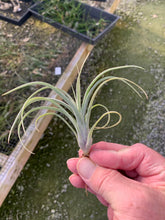 Load image into Gallery viewer, Tillandsia &quot;Sidewinder&quot;- T. baileyi x streptophylla- Small Plants