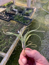 Load image into Gallery viewer, Tillandsia &quot;Sidewinder&quot;- T. baileyi x streptophylla- Small Plants