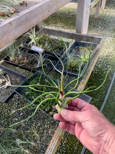 Tillandsia bulbosa-Large Belize Form