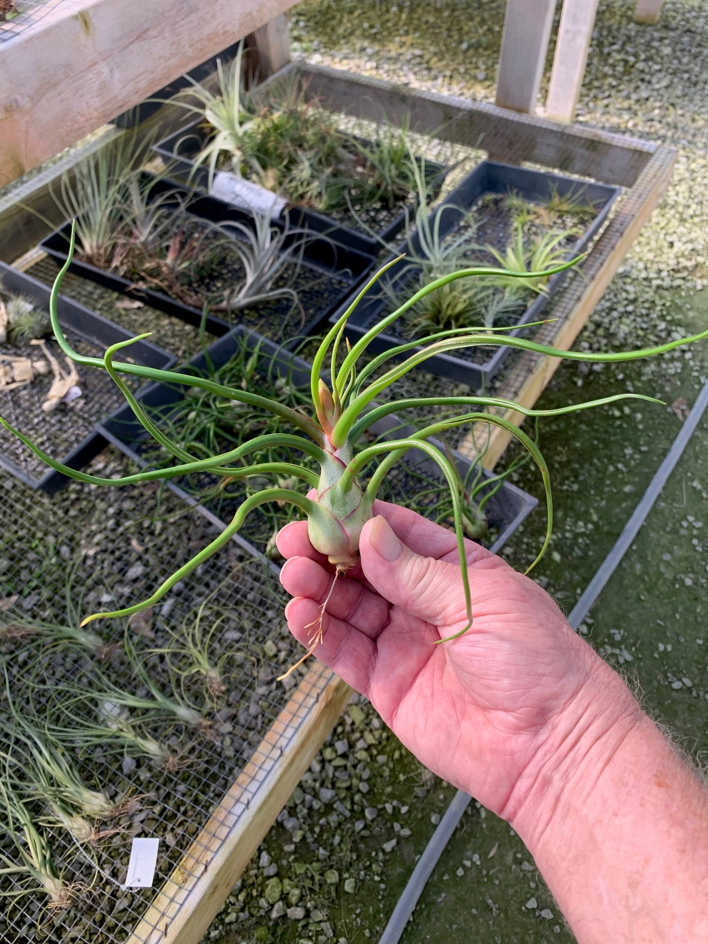 Tillandsia bulbosa-Large Belize Form