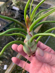 Tillandsia bulbosa-Large Belize Form