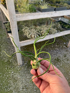 Tillandsia bulbosa-Guatemalan Form- Large Plants