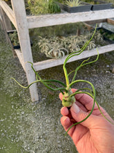 Load image into Gallery viewer, Tillandsia bulbosa-Guatemalan Form- Large Plants