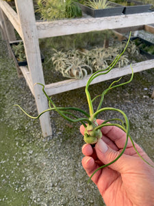 Tillandsia bulbosa-Guatemalan Form- Large Plants