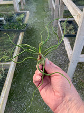 Load image into Gallery viewer, Tillandsia bulbosa-Guatemalan Form- Large Plants