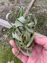 Load image into Gallery viewer, Tillandsia Streptophylla-Small Extra Curly Plants