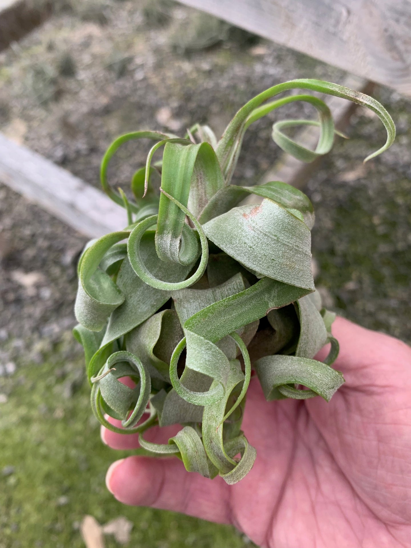 Tillandsia Streptophylla-Small Extra Curly Plants