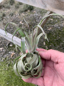 Tillandsia Streptophylla-Small Extra Curly Plants