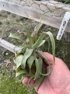 Tillandsia Streptophylla-Small Extra Curly Plants