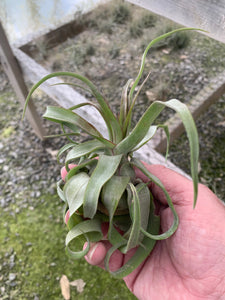 Tillandsia Streptophylla-Small Extra Curly Plants