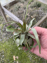 Load image into Gallery viewer, Tillandsia Streptophylla-Small Extra Curly Plants