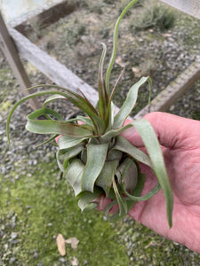 Tillandsia Streptophylla-Small Extra Curly Plants