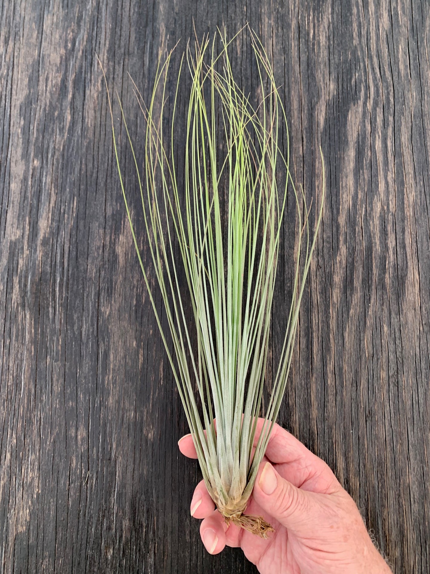 Tillandsia juncea -Large 12-14 in. Plants