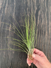 Load image into Gallery viewer, Tillandsia juncifolia- Large Single Plants