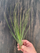 Load image into Gallery viewer, Tillandsia juncifolia- Large Single Plants