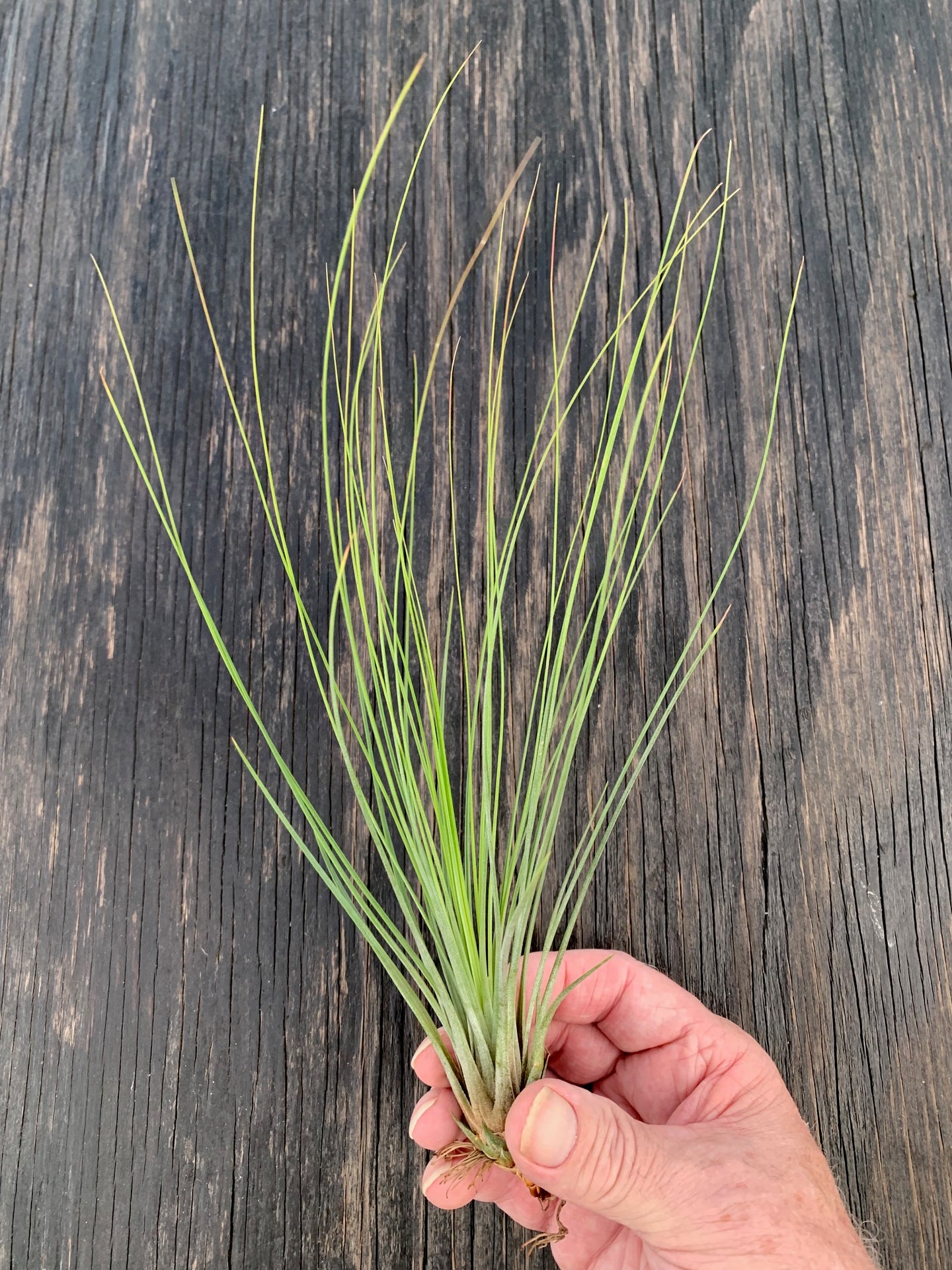 Tillandsia juncifolia- Large Single Plants