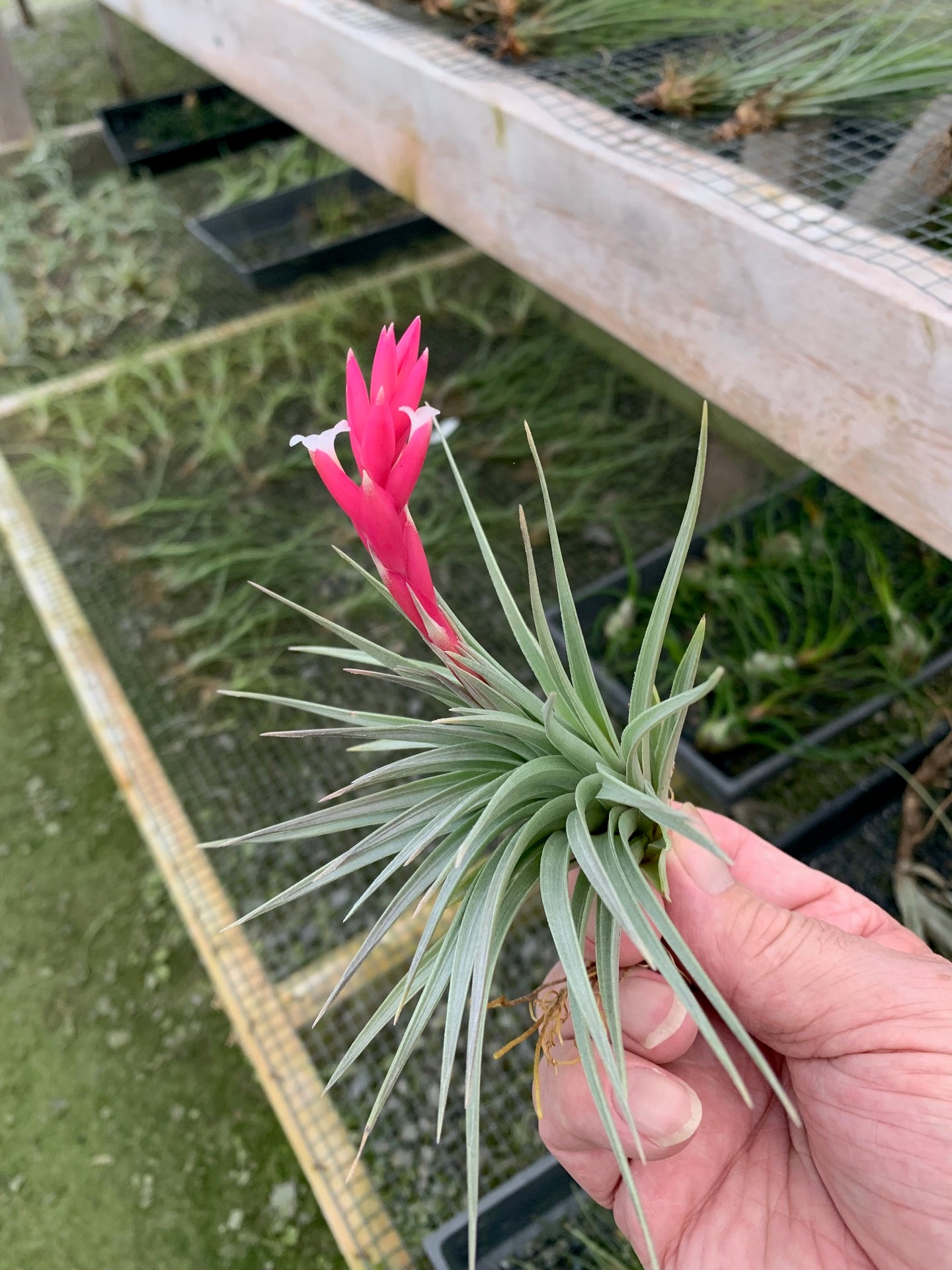 Tillandsia Stricta Purple Haze