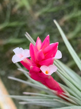 Load image into Gallery viewer, Tillandsia Stricta Purple Haze