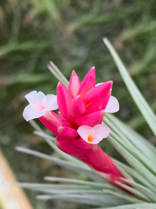 Tillandsia Stricta Purple Haze