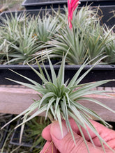 Load image into Gallery viewer, Tillandsia Stricta Purple Haze