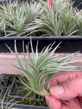 Load image into Gallery viewer, Tillandsia Stricta Purple Haze