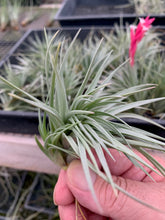 Load image into Gallery viewer, Tillandsia Stricta Purple Haze