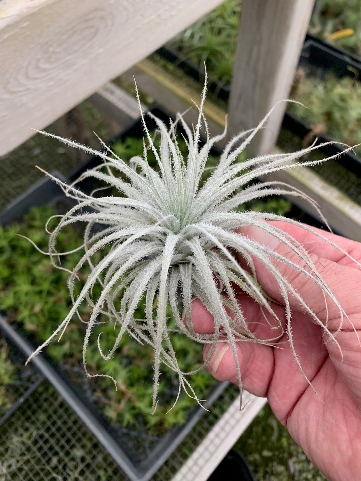 Tillandsia tectorum -Ecuador Form-Large Plants