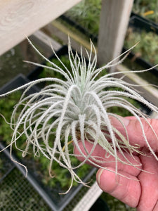 Tillandsia tectorum -Ecuador Form-Large Plants