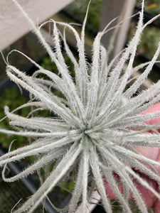 Tillandsia tectorum -Ecuador Form-Large Plants