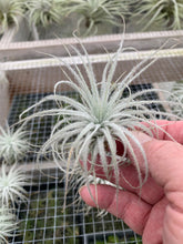 Load image into Gallery viewer, Tillandsia tectorum -Ecuador Form-Medium Plants