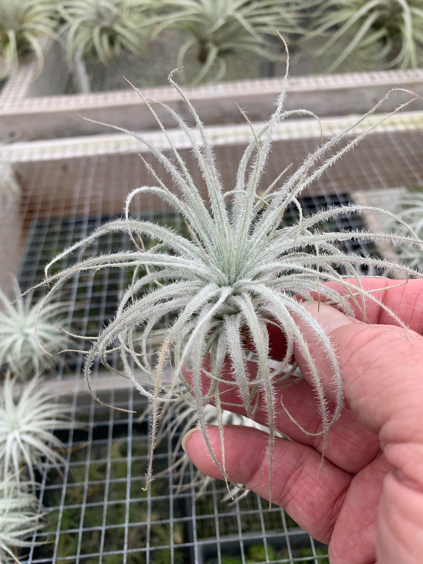 Tillandsia tectorum -Ecuador Form-Medium Plants