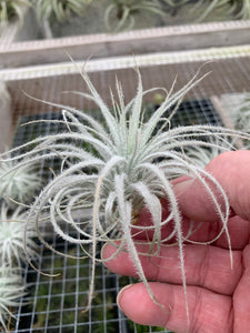 Tillandsia tectorum -Ecuador Form-Medium Plants