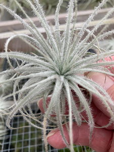 Tillandsia tectorum -Ecuador Form-Medium Plants