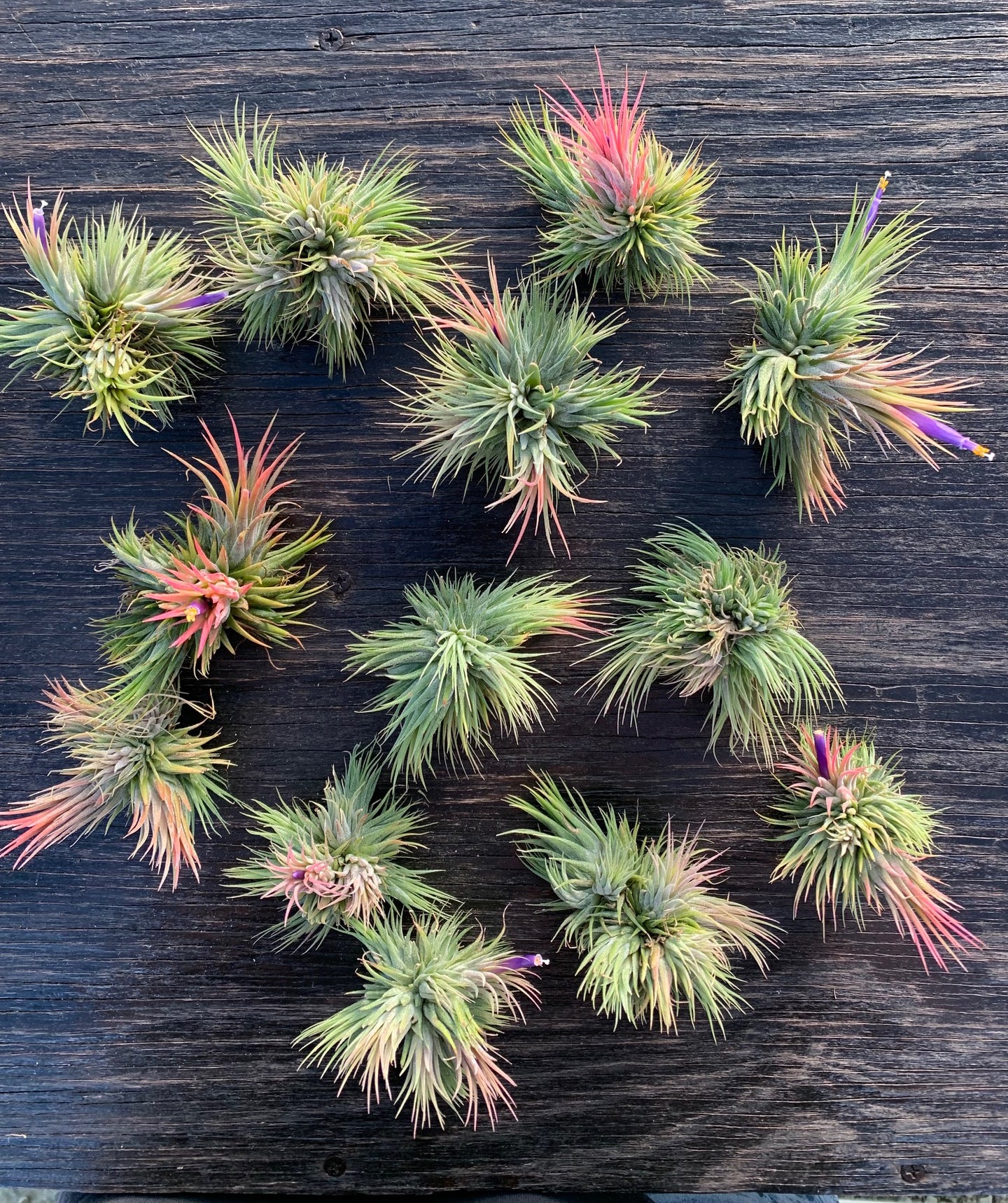 Tillandsia Ionantha Hazelnut - Medium Clusters