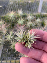 Load image into Gallery viewer, Tillandsia ionantha &quot;Mexican&quot;-Mini Clumps