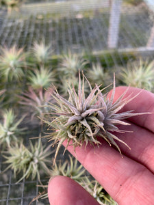 Tillandsia ionantha "Mexican"-Mini Clumps