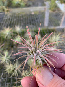 Tillandsia ionantha "Mexican"-Mini Clumps