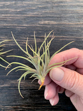 Load image into Gallery viewer, Tillandsia Bandensis