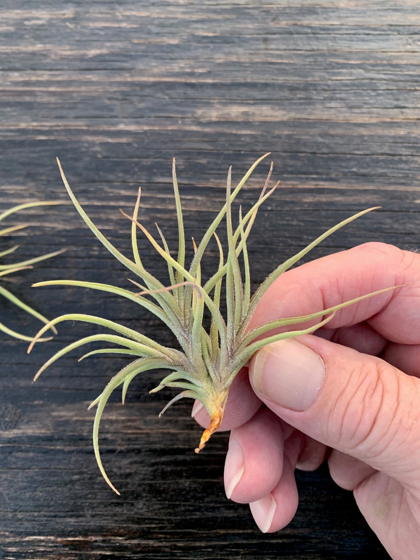 Tillandsia Bandensis