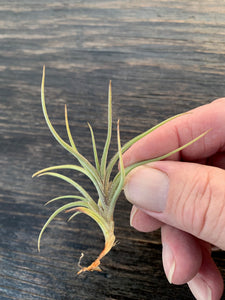 Tillandsia Bandensis