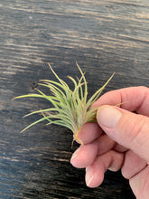 Load image into Gallery viewer, Tillandsia Bandensis