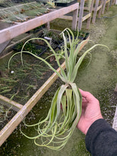 Load image into Gallery viewer, Tillandsia Streptophylla-Guatemalan Form-Large Plants