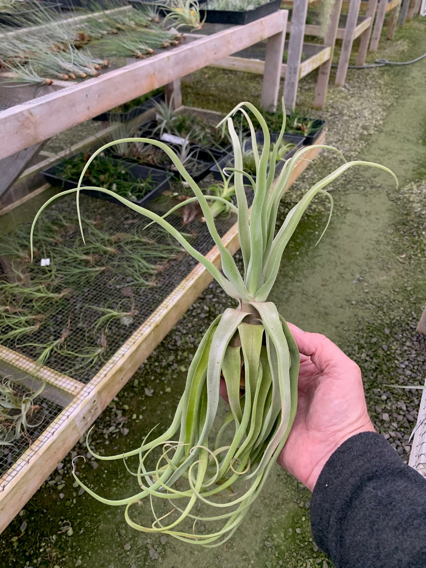 Tillandsia Streptophylla-Guatemalan Form-Large Plants