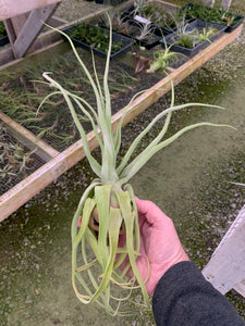 Tillandsia Streptophylla-Guatemalan Form-Large Plants