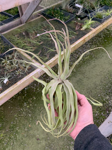 Tillandsia Streptophylla-Guatemalan Form-Large Plants